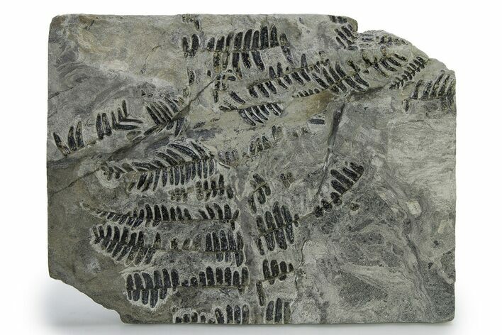 Carboniferous Fossil Fern (Callipteridium) Frond Plate - France #338591